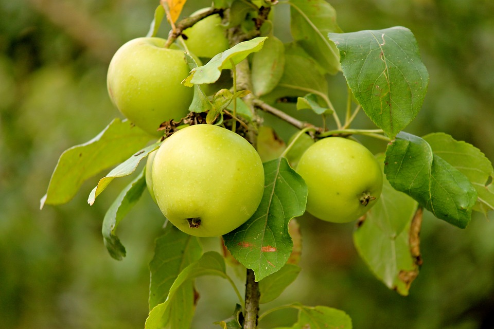 green apples on branch