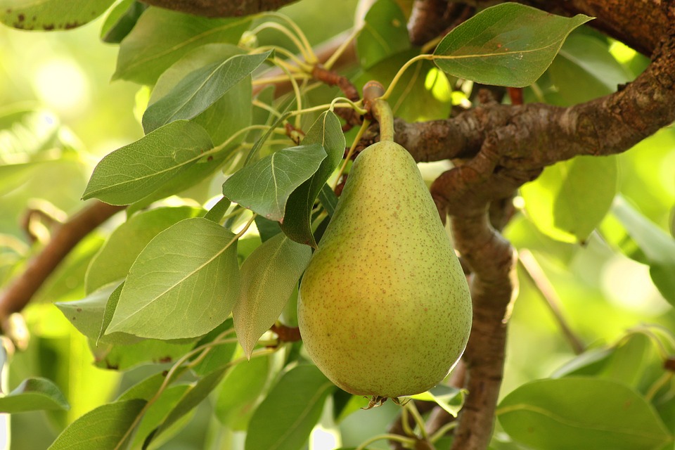 pear on tree