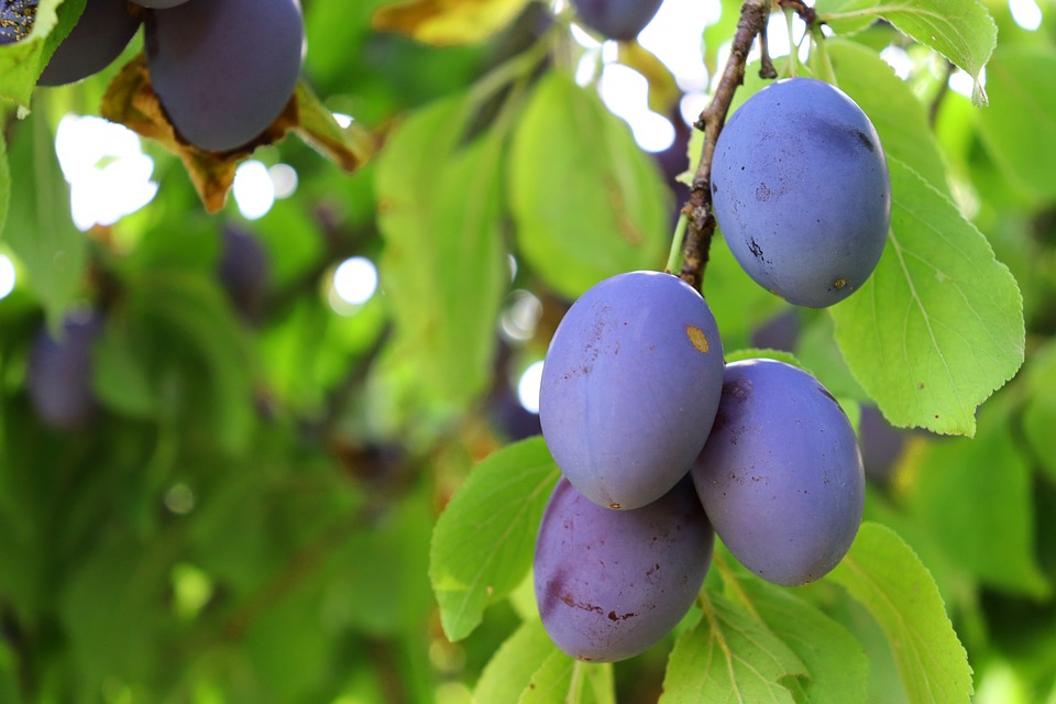 plums on branch